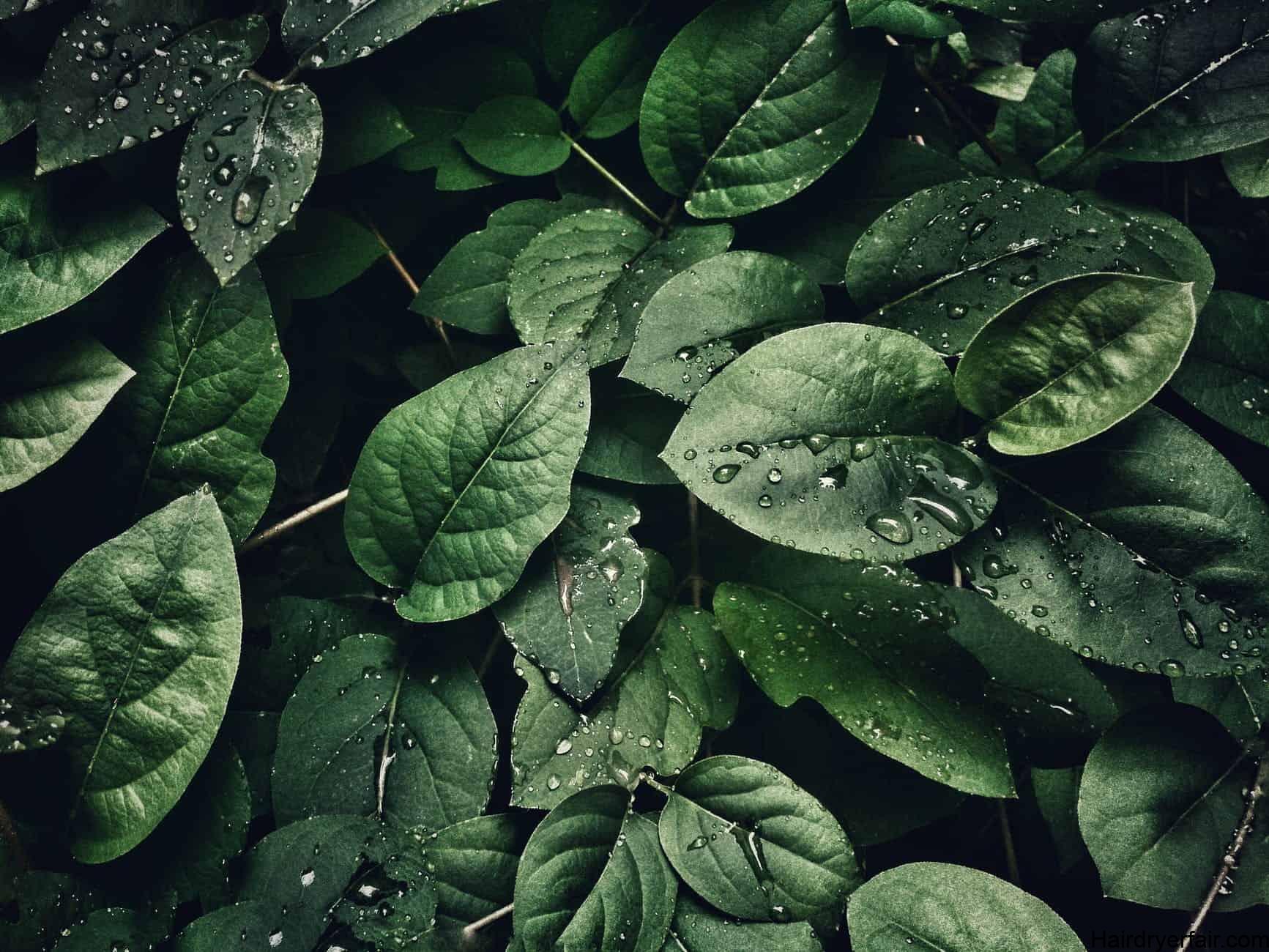 close up photography of leaves with droplets